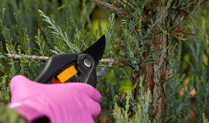 TREE TRIMMING